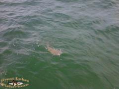 12-15 # catfish caught perchin with Ralph n James South Haven Deerlick 33 FOW 07 05 2010