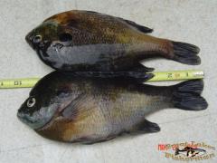 48 Bluegills 5/24/2009 my 63rd Bday and my buddy Mike Corder took me to Papendick lake we didn't sort much, kept 48 avg about 10.5".