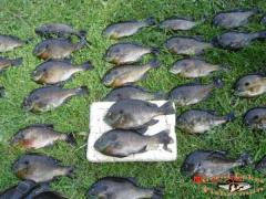 48 Bluegills 5/24/2009 my 63rd Bday and my buddy Mike Corder took me to Papendick lake we didn't sort much, kept 48 avg about 10.5".