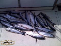 coho_385011.jpg