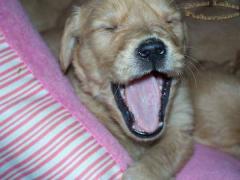 yawn.jpg