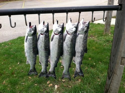 5 for 7 coho.jpg