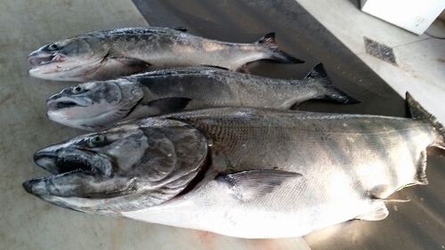 2016-05-19 21.02.16.jpg