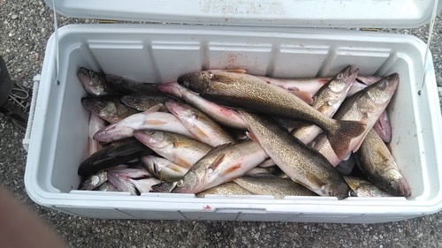 Tue 7-26-16, 40 fish box 2.jpg