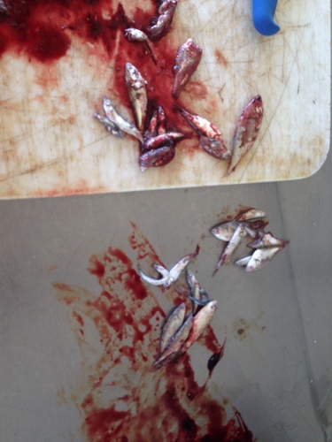 IMG_1472938623.335780.thumb.jpg.2919825f