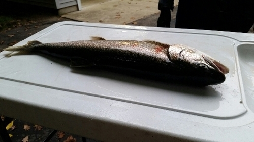 2016-10-27 17.52.20.jpg