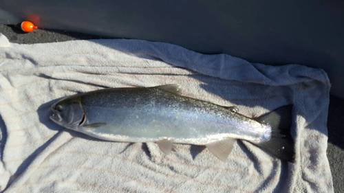 1485045866756.thumb.jpg.6bcf14144686c0fc