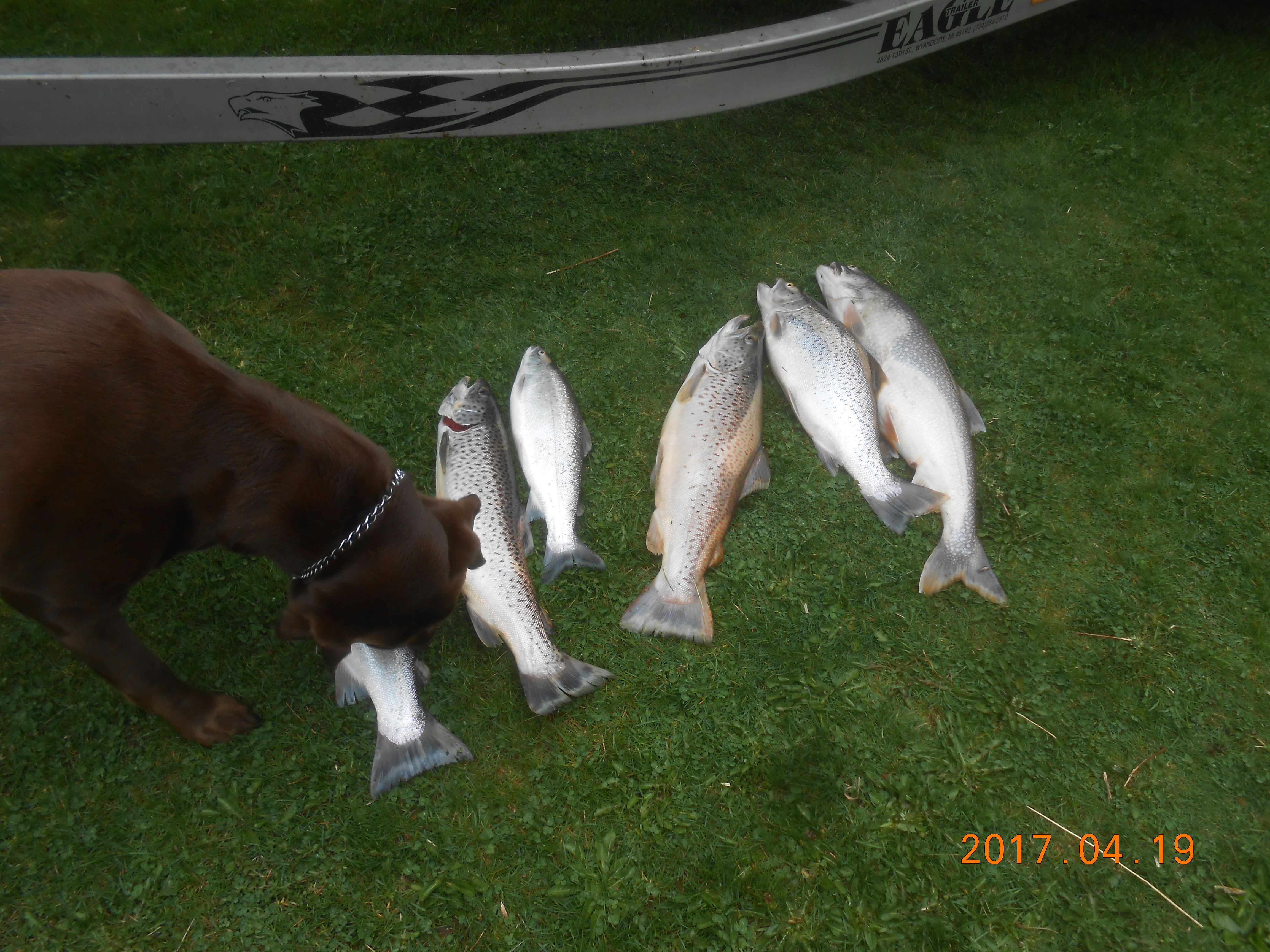 5903653bda744_browntrout(13).JPG.aed3ce1