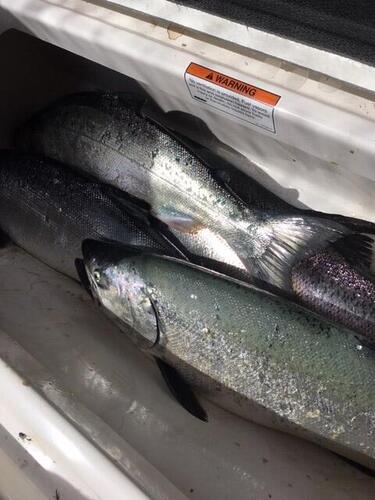 copy of salmon 6-26.jpg