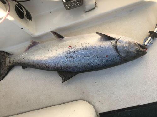 IMG_1105 sh big king.jpg