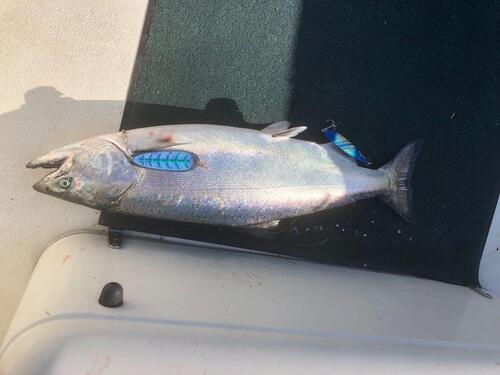 IMG_1103 sh king w flashers.jpg