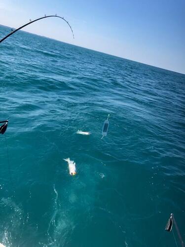 IMG_1116 double laker.jpg