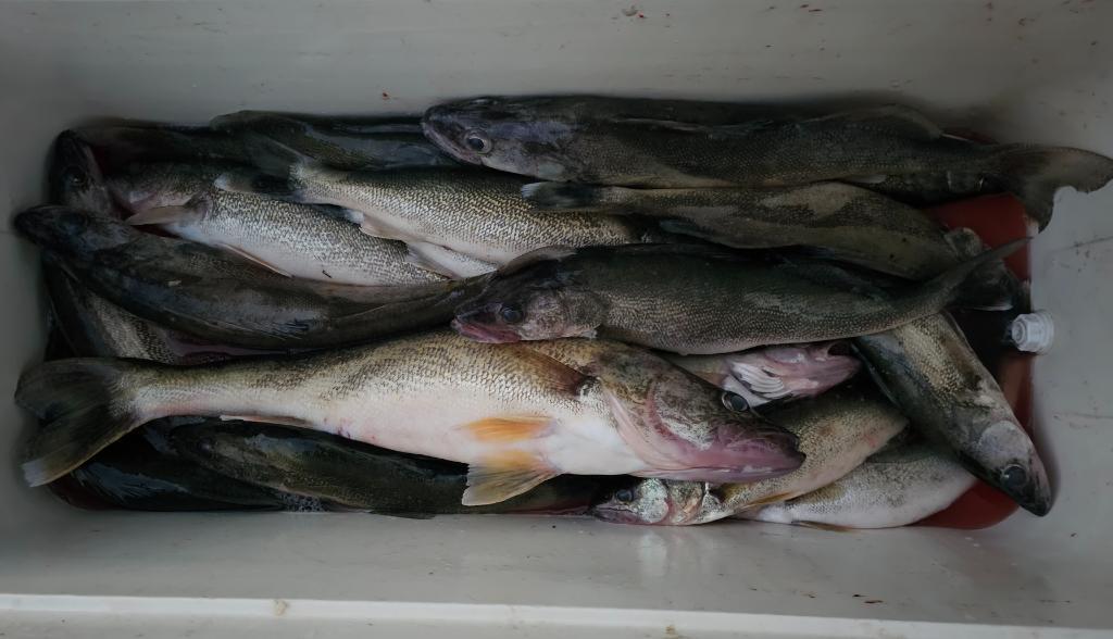 Lk Erie 6-9 @ 6-10 - Ohio Waters Fishing Reports - Walleye - Great
