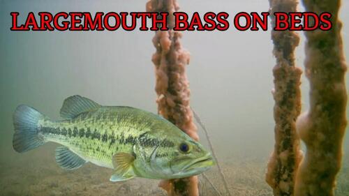 Bedding bass.jpg