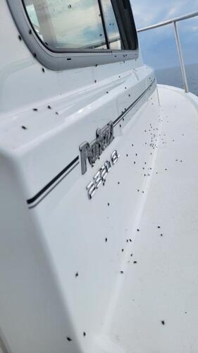 Resized_20260517_190915.jpeg